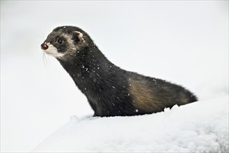 European polecat (Mustela putorius) or wood polecat, sitting in the snow, captive, Switzerland,