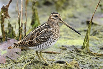 Common snipe (Gallinago gallinago), Switzerland, Europe