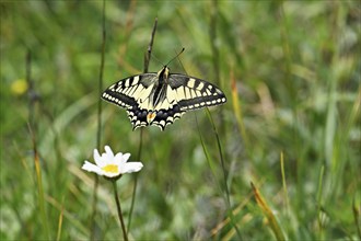 Swallowtail (Papilio machaon), Switzerland, Europe