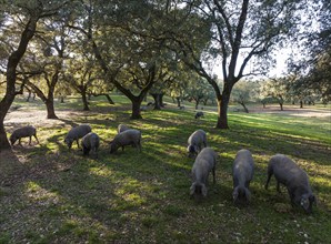 Grazing pigs and holm oaks (Quercus ilex) in the Sierra de Aracena, aerial view, drone shot, Huelva