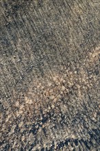 Burned Stone or Umbrella Pines (Pinus pinea) after a forest fire, aerial view, drone shot, Sierra