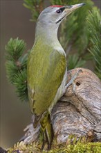 Grey-headed woodpecker (Picus canus), male at deadwood, Biosphere Reserve, Swabian Alb,