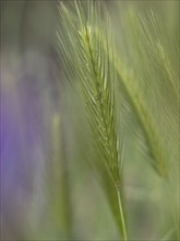 Photographic art, depiction by blurred blur of the ear of barley (Hordeum vulgare), Extremadura,