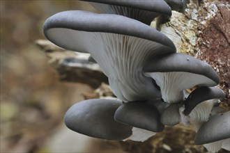 Oyster mushroom (Pleurotus ostreatus), Oyster bracket fungus growing on tree trunk in forest