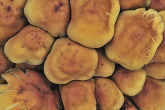 Sulphur tuft fungus, sulfur tuft, clustered woodlover (Hypholoma fasciculare) (Psilocybe