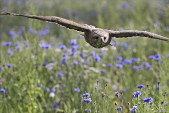 Common buzzard (Buteo buteo) flying over meadow with wildflowers in England, UK