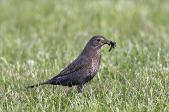 Eurasian blackbird (Turdus merula), common blackbird female with caught earthworm prey in beak on