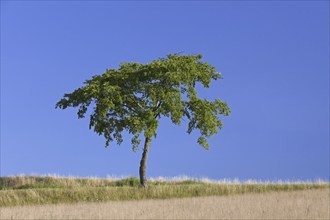 Solitary lime tree, linden in wheat field in the countryside in summer