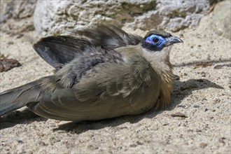 Giant coua (Coua gigas) sunbathing with fluffed up feathers and open wings, native to Madagascar