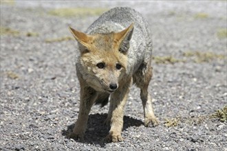 Culpeo zorro or Andean fox (Lycalopex culpaeus) (Pseudalopex culpaeus), Altiplano, Bolivia, South