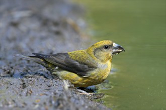 Red crossbill, common crossbill (Loxia curvirostra) female drinking water from pond, rivulet