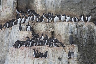 Thick-billed murres (Uria lomvia), Brünnich's guillemots on rock ledge in sea cliff in seabird