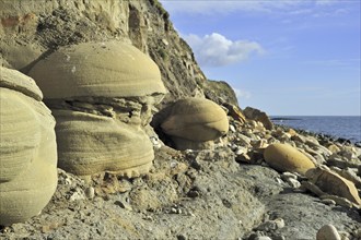 Rounded nodules on the beach near Osmington Mills, made of calcite-cemented sandstone, come from