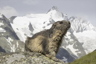 Alpine marmot (Marmota marmota) in front of the snow covered mountain Grossglockner, Hohe Tauern