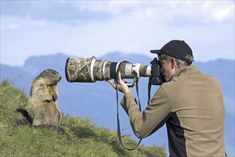 Wildlife photographer taking pictures of tame Alpine marmot (Marmota marmota) with long telephoto