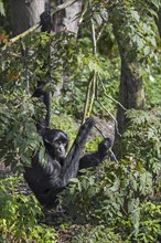 Siamang (Symphalangus syndactylus) arboreal gibbon native to the forests of Malaysia, Thailand and