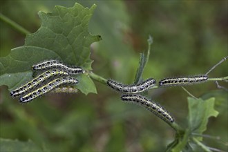 Caterpillars of large white (Pieris brassicae) butterfly eating leaf