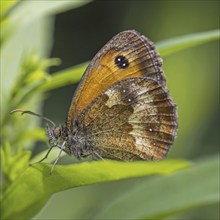 Hedge Brown (Pyronia tithonus), Gatekeeper on leaf