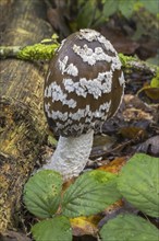 Magpie mushroom, magpie fungus (Coprinopsis picacea), magpie inkcap fungus (Coprinus picaceus)