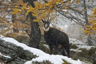 Chamois (Rupicapra rupicapra) in larch forest (Larix decidua) in the snow in autumn, Gran Paradiso