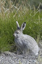 Mountain hare (Lepus timidus) in summer coat, Greenland, North America