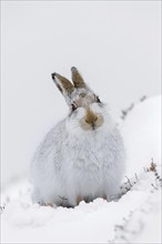 Mountain hare (Lepus timidus), Alpine hare, snow hare in white winter pelage sitting in the snow