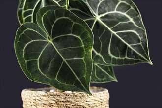 Close up of heart-shaped tropical Anthurium Clarinervium plant leaf with beautiful lace pattern on