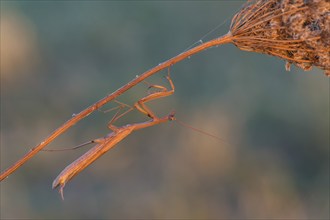 Praying Mantis (Mantis religiosa), Burgenland, Austria, Europe