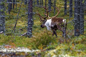 Finnish forest reindeer (Rangifer tarandus fennicus), wild, in the forest, Kuhmo, Kainuu,