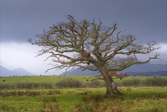 Single windswept tree without leaves looks in a meadow with grazing cows and mountains in the