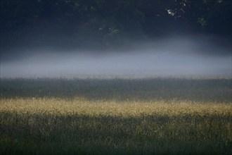 Summer morning atmosphere, morning fog, Germany, Europe