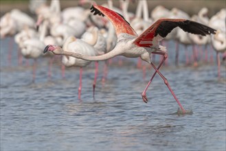 Flamingo (Phoenicopterus roseus) jumping out of a pond. Saintes Maries de la Mer, Parc naturel