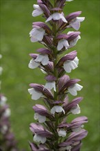 Acanthus flowers (Acanthus), close up, Bavaria, Germany, Europe