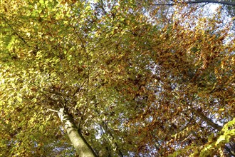 Trees with autumnal colourful discoloured leaves colourful foliage in forest autumn forest autumn,