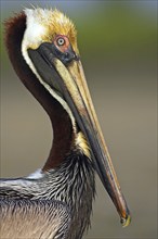 Brown pelican (Pelecanus occidentalis), Brown Pelican, Portrait, Little Estero Lagoon, Ft. Myers