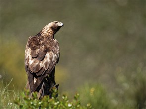 Golden eagle (Aquila chrysaetos) on its perch, a tree stump, Extremadura, Spain, Europe