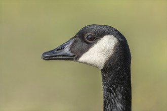 Portrait of a Canada goose (Branta canadensis) . Bas Rhin, Alsace, France, Europe