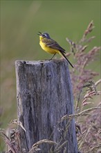 Western yellow wagtail (Motacilla flava), male standing on a wooden post and singing,