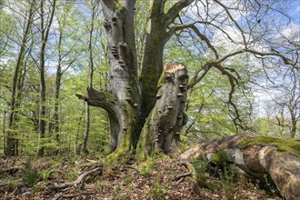 Old copper beech (Fagus sylvatica) with tinder fungus (Fomes fomentarius), triple beech, one trunk