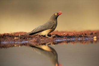 Red-billed oxpecker (Buphagus erythrorhynchus), adult, at the water, drinking, alert, Kruger