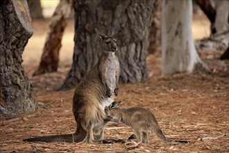 Kangaroo Island grey kangaroo (Macropus fuliginosus fuliginosus), young animal, Kangaroo Island,