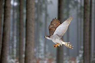 Goshawk (Accipiter gentilis), adult in winter, flying in the snow, Zdarske Vrchy, Bohemian-Moravian