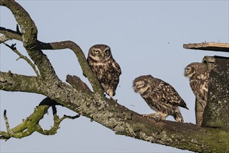 Little owls (Athene noctua), Emsland, Lower Saxony, Germany, Europe