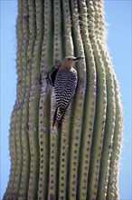 Gila woodpecker (Melanerpes uropygialis), adult, male, at breeding den, on saguaro cactus, Sonoran