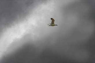 A seagull flies in front of a cloudy, grey sky, crater lake Lagoa do Fogo, Caldeiras, Sao Miguel