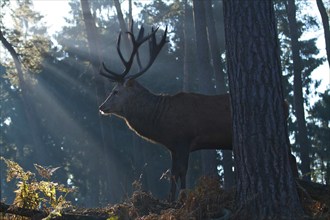 Red deer (Cervus elaphus), forest, backlight, red deer