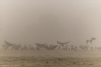 Cranes rise gently out of the mist above a quiet morning meadow, Crane (Grus grus) wildlife,