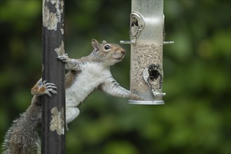 Grey squirrel (Sciurus carolinensis) adult animal on a garden bird feeder, England, United Kingdom,