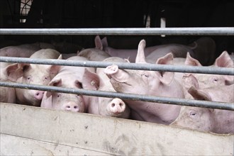 Domestic pig (Sus scrofa domesticus), pigsty, look, Germany, The pigs stand crowded in front of the