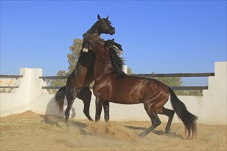 Berber horse, Djerba, Tunisia, Berber, Africa